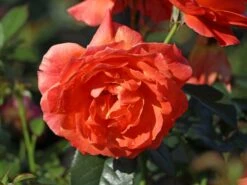 Beetrose 'Fellowship' ® 20 Beetrose 'Fellowship' ® -Edelrosen Geschaft beetrose fellowship m005836 w 4