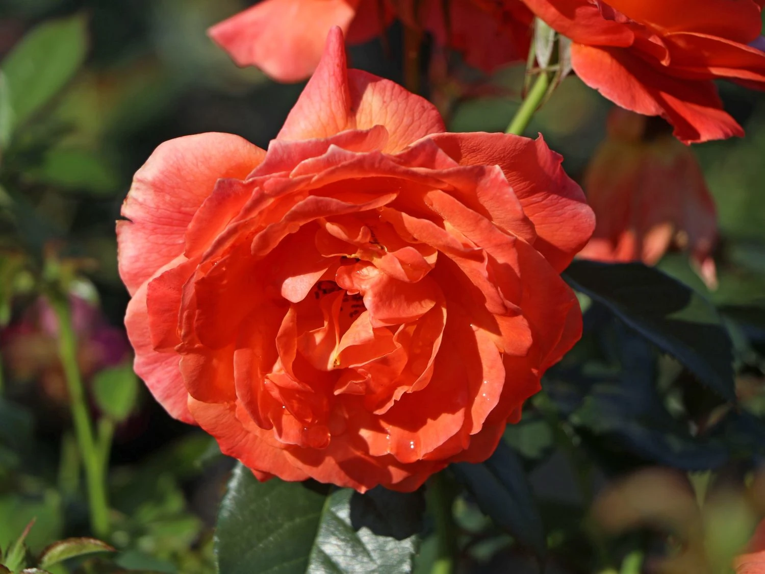 Beetrose 'Fellowship' ® 8 Beetrose 'Fellowship' ® – Bild 8