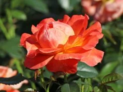 Beetrose 'Fellowship' ® 19 Beetrose 'Fellowship' ® -Edelrosen Geschaft beetrose fellowship m005836 w 5