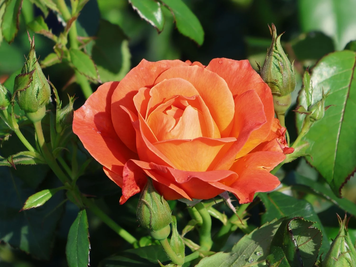 Beetrose 'Fellowship' ® 2 Beetrose 'Fellowship' ® – Bild 2