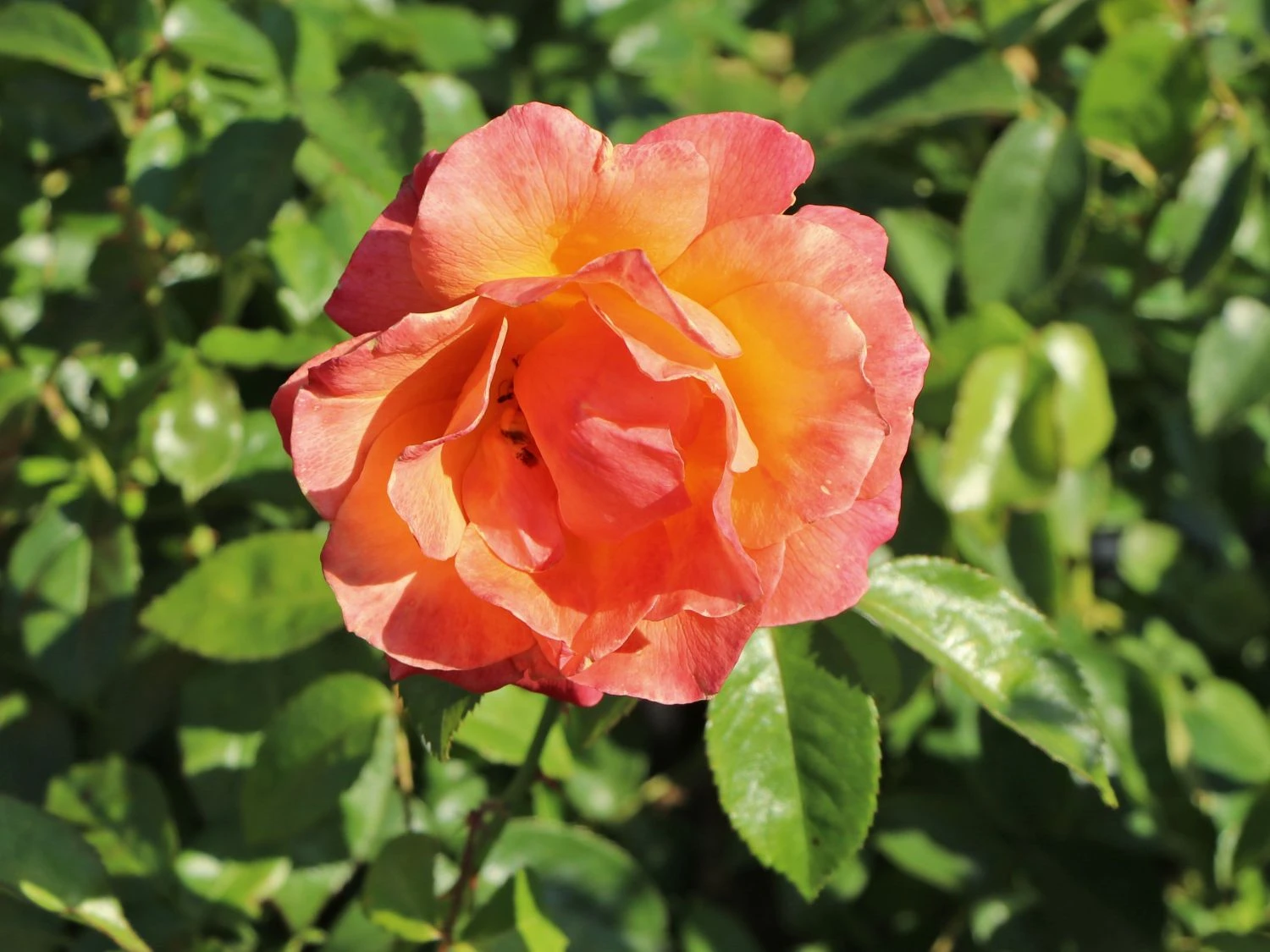 Beetrose 'Fellowship' ® 10 Beetrose 'Fellowship' ® – Bild 10