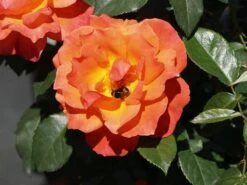 Beetrose 'Fellowship' ® 21 Beetrose 'Fellowship' ® -Edelrosen Geschaft beetrose fellowship m005836 w 8