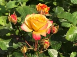 Beetrose 'Firebird' ® -Edelrosen Geschaft beetrose firebird m099224 1136959 0