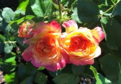 Beetrose 'Firebird' ® -Edelrosen Geschaft beetrose firebird m099224 1136959 1