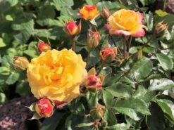 Beetrose 'Firebird' ® -Edelrosen Geschaft beetrose firebird m099224 1136959 2