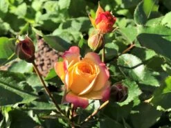 Beetrose 'Firebird' ® -Edelrosen Geschaft beetrose firebird m099224 1136959 3