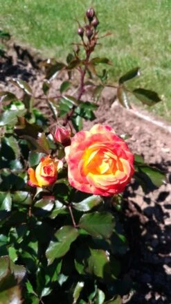 Beetrose 'Firebird' ® -Edelrosen Geschaft beetrose firebird m099224 525796 0