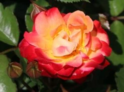 Beetrose 'Firebird' ® -Edelrosen Geschaft beetrose firebird m099224 w 0