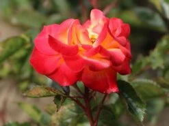 Beetrose 'Firebird' ® -Edelrosen Geschaft beetrose firebird m099224 w 1