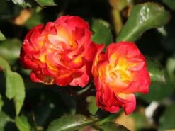 Beetrose 'Firebird' ® -Edelrosen Geschaft beetrose firebird m099224 w 2