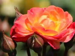 Beetrose 'Firebird' ® -Edelrosen Geschaft beetrose firebird m099224 w 3