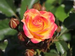 Beetrose 'Firebird' ® -Edelrosen Geschaft beetrose firebird m099224 w 4