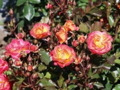 Beetrose 'Firebird' ® -Edelrosen Geschaft beetrose firebird m099224 w 5