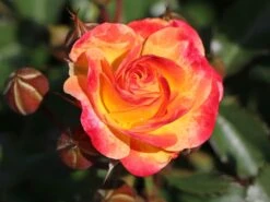 Beetrose 'Firebird' ® -Edelrosen Geschaft beetrose firebird m099224 w 6