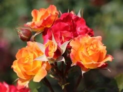 Beetrose 'Firebird' ® -Edelrosen Geschaft beetrose firebird m099224 w 9