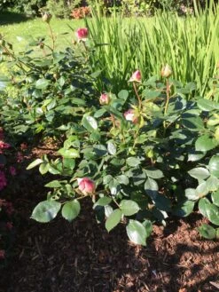 Beetrose 'Garden Of Roses' ® -Edelrosen Geschaft beetrose garden of roses m048587 193676 0