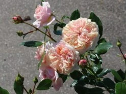 Ausgewählte Produkte -Edelrosen Geschaft beetrose garden of roses m048587 w 0