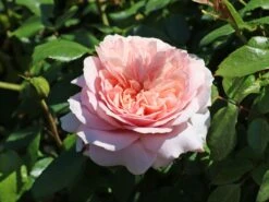 Beetrose 'Garden Of Roses' ® -Edelrosen Geschaft beetrose garden of roses m048587 w 2