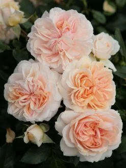 Beetrose 'Garden Of Roses' ® -Edelrosen Geschaft beetrose garden of roses m048587 w 3