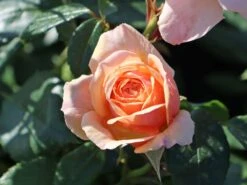 Beetrose 'Garden Of Roses' ® -Edelrosen Geschaft beetrose garden of roses m048587 w 4