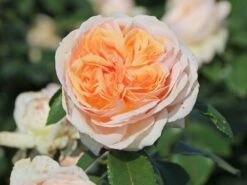 Beetrose 'Garden Of Roses' ® -Edelrosen Geschaft beetrose garden of roses m048587 w 5