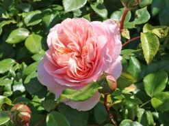 Beetrose 'Garden Of Roses' ® -Edelrosen Geschaft beetrose garden of roses m048587 w 8