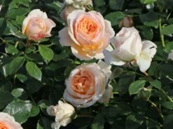 Beetrose 'Garden Of Roses' ® -Edelrosen Geschaft beetrose garden of roses m048587 w 9