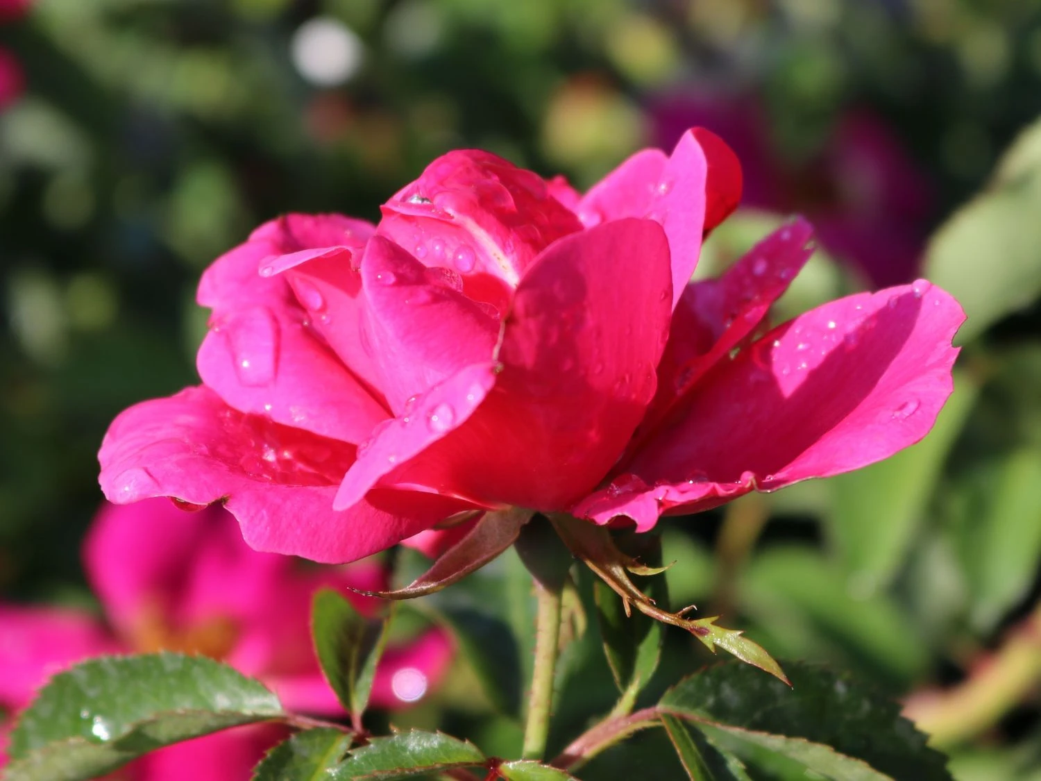 Beetrose 'Gartenfreund' ® 2 Beetrose 'Gartenfreund' ® – Bild 2