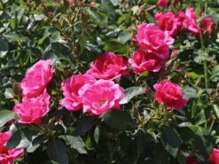 Beetrose 'Gartenfreund' ® 6 Beetrose 'Gartenfreund' ® -Edelrosen Geschaft beetrose gartenfreund m099174 w 1