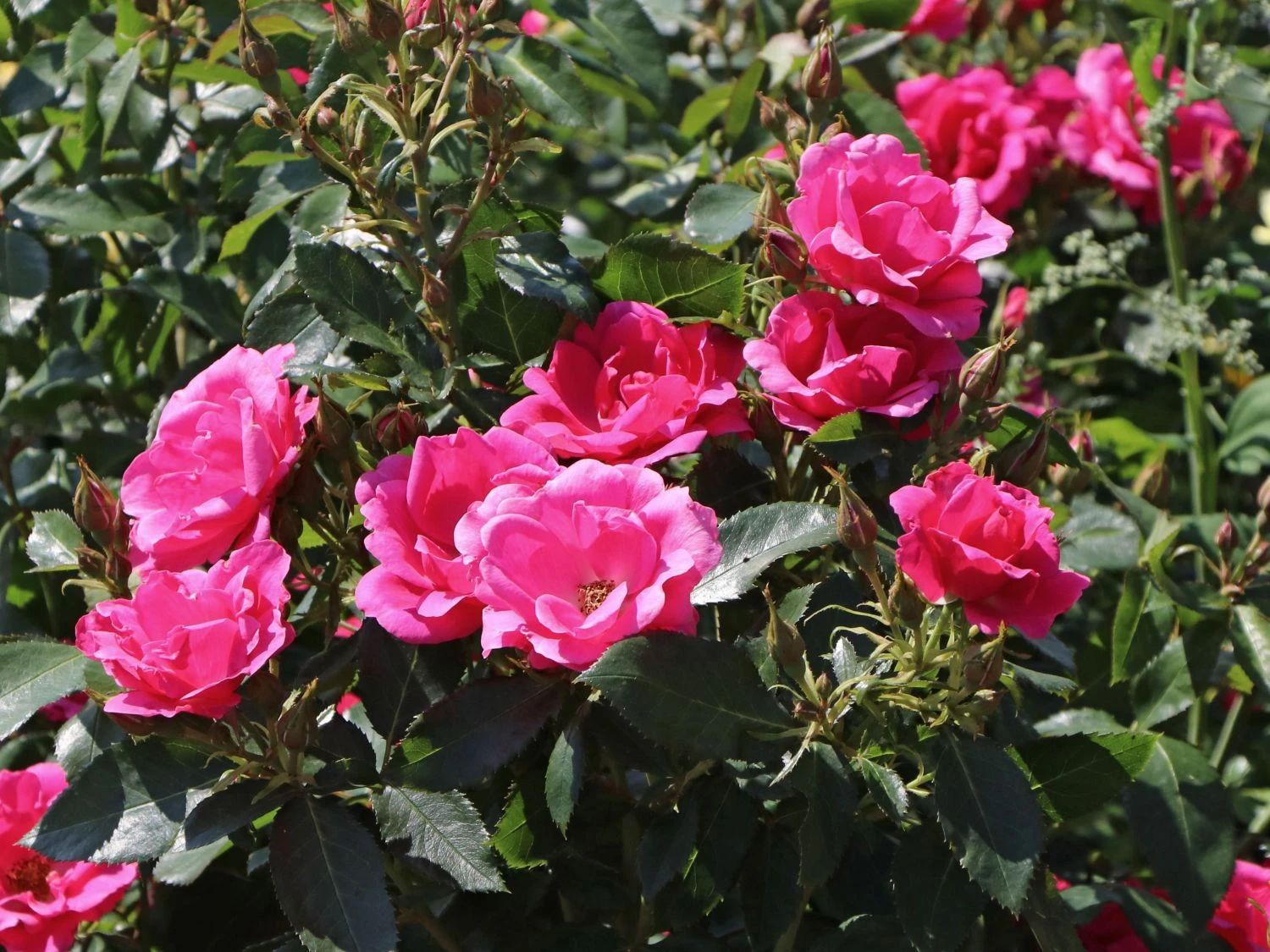 Beetrose 'Gartenfreund' ® 3 Beetrose 'Gartenfreund' ® – Bild 3