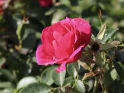 Beetrose 'Gartenfreund' ® 7 Beetrose 'Gartenfreund' ® -Edelrosen Geschaft beetrose gartenfreund m099174 w 2