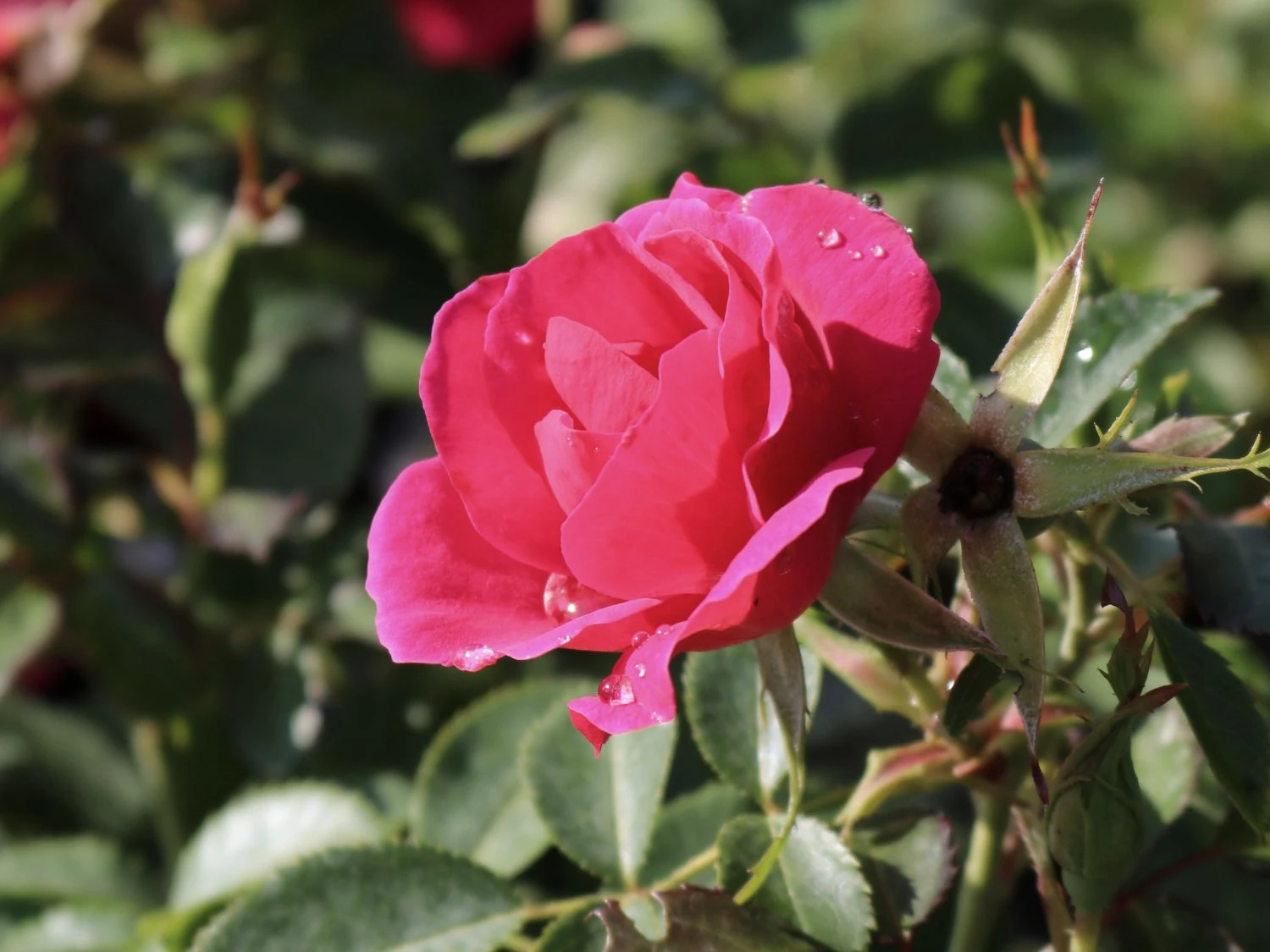 Beetrose 'Gartenfreund' ® 4 Beetrose 'Gartenfreund' ® – Bild 4