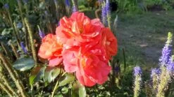 Beetrose 'Gebrüder Grimm' ® / 'Joli Tambour' -Edelrosen Geschaft beetrose gebrueder grimm joli tambour m002982 1050849 0