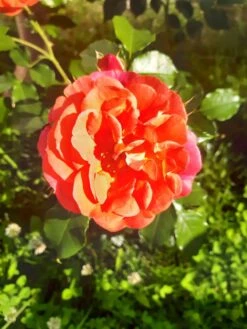 Beetrose 'Gebrüder Grimm' ® / 'Joli Tambour' -Edelrosen Geschaft beetrose gebrueder grimm joli tambour m002982 193676 0