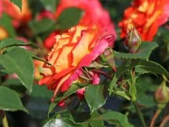 Beetrose 'Gebrüder Grimm' ® / 'Joli Tambour'