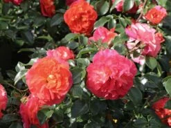 Beetrose 'Gebrüder Grimm' ® / 'Joli Tambour' -Edelrosen Geschaft beetrose gebrueder grimm joli tambour m002982 w 0