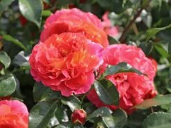 Beetrose 'Gebrüder Grimm' ® / 'Joli Tambour' -Edelrosen Geschaft beetrose gebrueder grimm joli tambour m002982 w 1