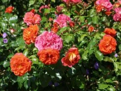 Beetrose 'Gebrüder Grimm' ® / 'Joli Tambour' -Edelrosen Geschaft beetrose gebrueder grimm joli tambour m002982 w 10