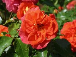 Beetrose 'Gebrüder Grimm' ® / 'Joli Tambour' -Edelrosen Geschaft beetrose gebrueder grimm joli tambour m002982 w 11