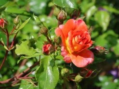 Beetrose 'Gebrüder Grimm' ® / 'Joli Tambour' -Edelrosen Geschaft beetrose gebrueder grimm joli tambour m002982 w 12