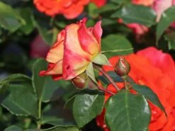 Beetrose 'Gebrüder Grimm' ® / 'Joli Tambour' -Edelrosen Geschaft beetrose gebrueder grimm joli tambour m002982 w 3