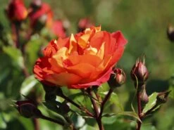 Beetrose 'Gebrüder Grimm' ® / 'Joli Tambour' -Edelrosen Geschaft beetrose gebrueder grimm joli tambour m002982 w 7