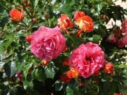 Beetrose 'Gebrüder Grimm' ® / 'Joli Tambour' -Edelrosen Geschaft beetrose gebrueder grimm joli tambour m002982 w 8