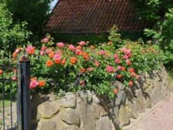 Beetrose 'Gebrüder Grimm' ® / 'Joli Tambour' -Edelrosen Geschaft beetrose gebrueder grimm joli tambour m002982 w 9