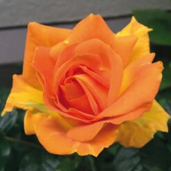 Beetrose 'Goldelse' ® -Edelrosen Geschaft beetrose goldelse m005668 354658 0