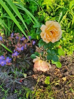 Beetrose 'Goldelse' ® -Edelrosen Geschaft beetrose goldelse m005668 743907 0