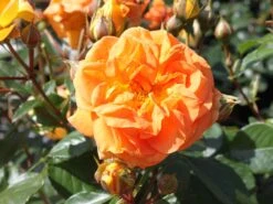 Beetrose 'Goldelse' ® -Edelrosen Geschaft beetrose goldelse m005668 w 0