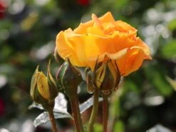 Beetrose 'Goldelse' ® -Edelrosen Geschaft beetrose goldelse m005668 w 2