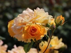 Beetrose 'Goldelse' ® -Edelrosen Geschaft beetrose goldelse m005668 w 3