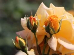 Beetrose 'Goldelse' ® -Edelrosen Geschaft beetrose goldelse m005668 w 4